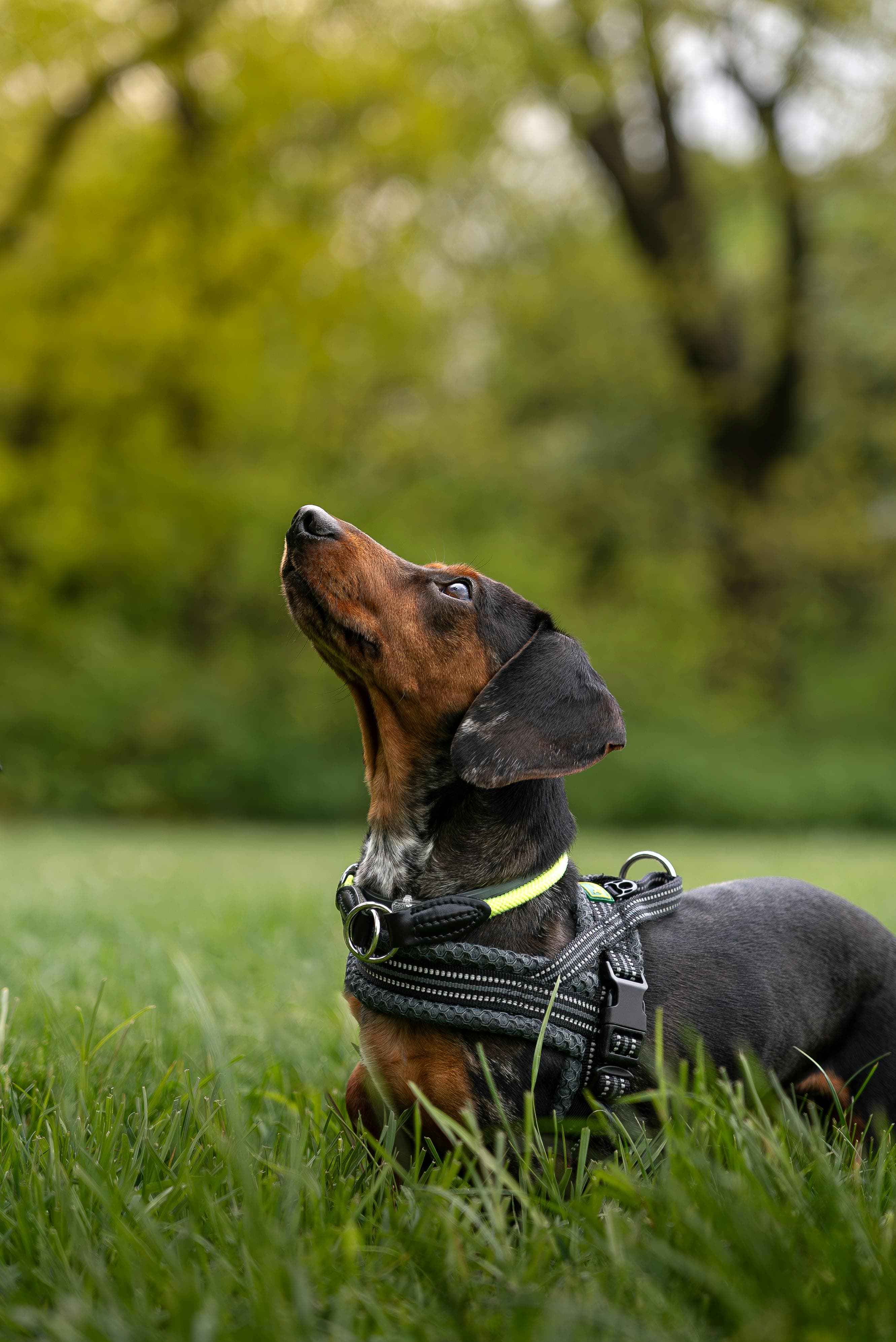 Victorian Dachshund - Before