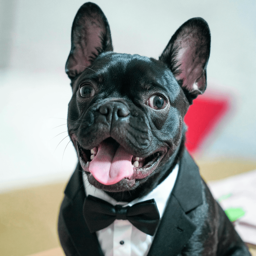 Tuxido Bulldog - After