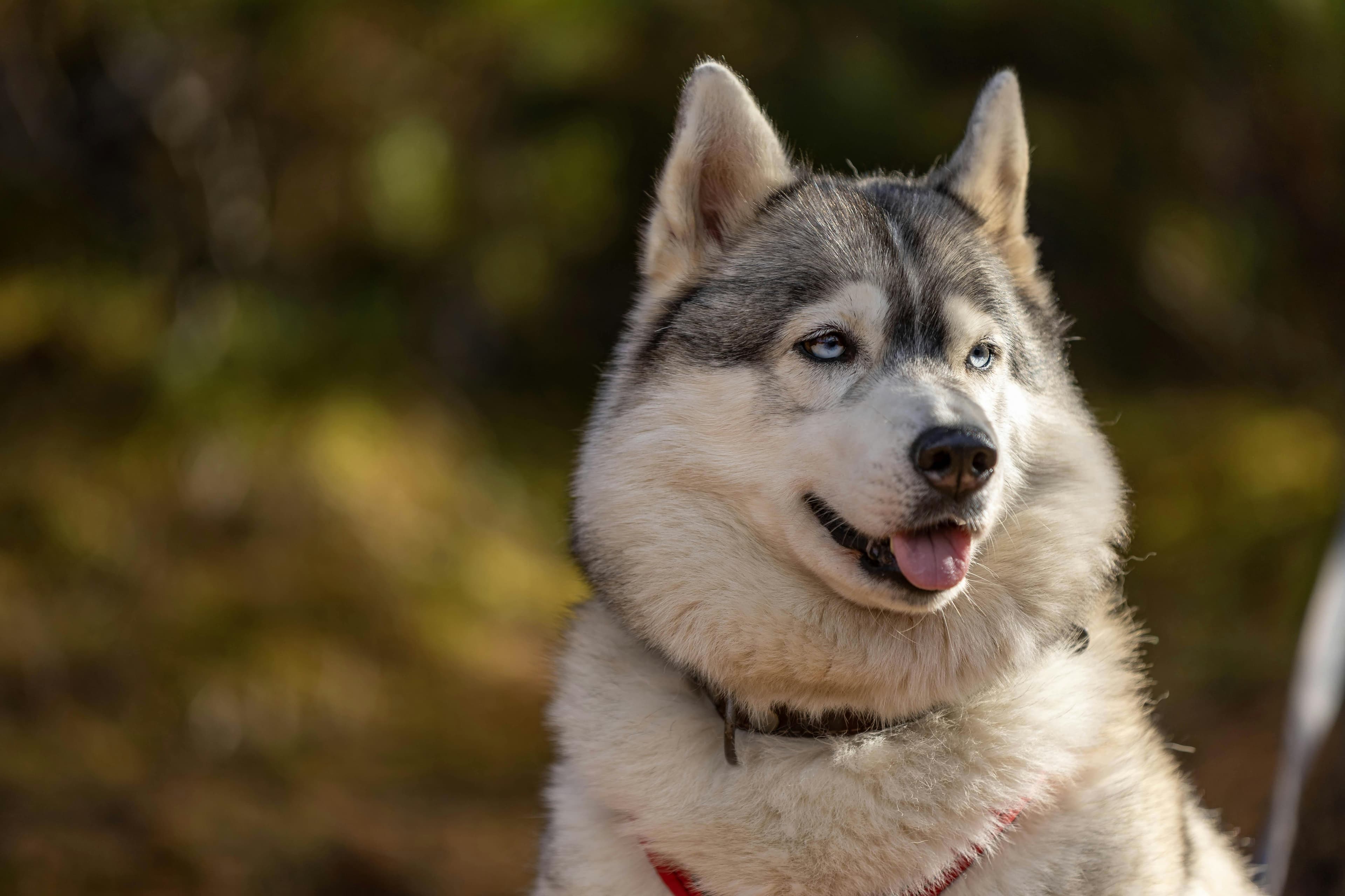 Siberian Husky Santa - Before